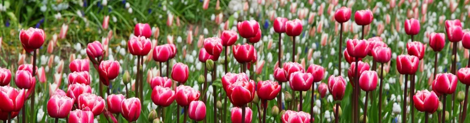 Un champ de tulipes roses et blanches.